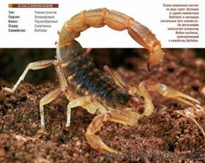 Настоящие насекомые: маньчжурский золотой скорпион - новинка